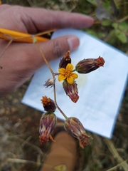 Simsia lagasceiformis