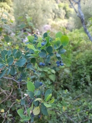 Berberis lilloana