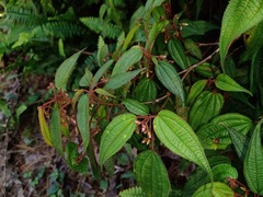 Miconia moorei