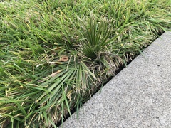 Washingtonia × filibusta