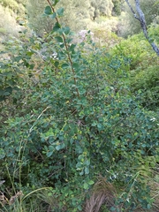 Berberis lilloana
