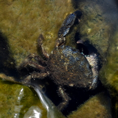 Rhithropanopeus harrisii