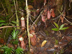 Nepenthes