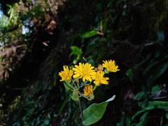 Hieracium beamanii
