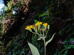 Hieracium beamanii
