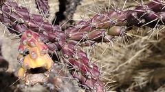 Cylindropuntia thurberi
