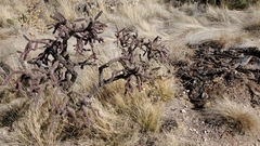 Cylindropuntia thurberi