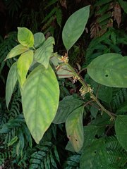 Hoffmannia conzattii