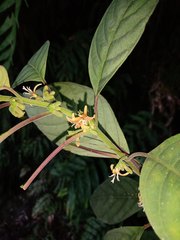 Hoffmannia conzattii