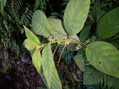 Hoffmannia conzattii