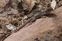 Ctenophorus modestus