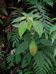 Hoffmannia conzattii