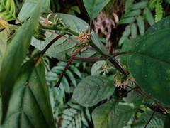 Hoffmannia conzattii