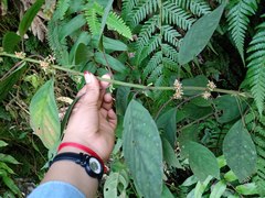 Hoffmannia conzattii