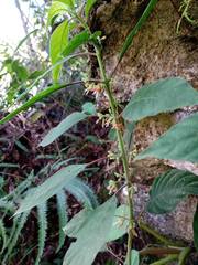 Hoffmannia conzattii