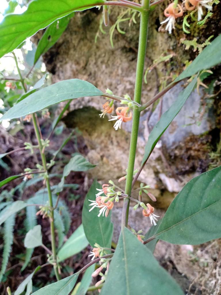 Hoffmannia conzattii