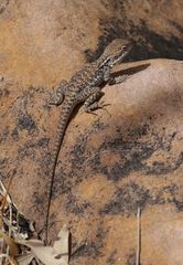 Ctenophorus modestus