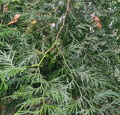 Calocedrus formosana