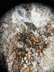 Squamulea galactophylla