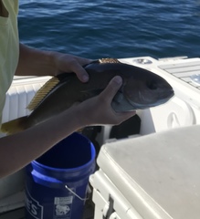 Caulolatilus princeps