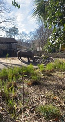Rhinocerotidae