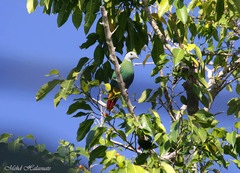 Ptilinopus melanospilus melanauchen