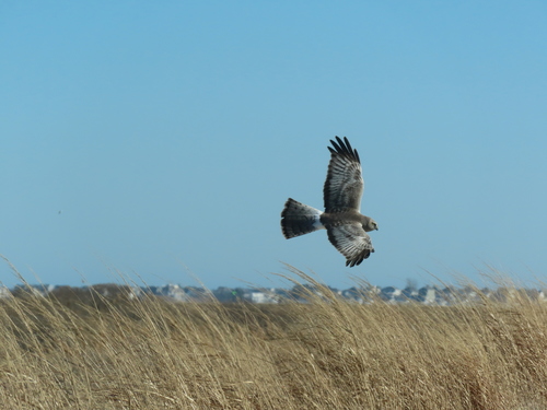 Northern Harrier photographed in New Jersey
