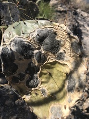 Phyllosticta concava