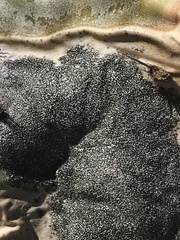 Phyllosticta concava