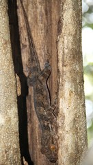 Blaesodactylus boivini