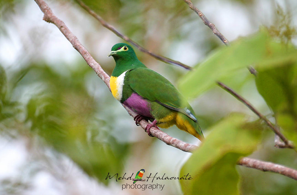 Geelvink Fruit-Dove photo