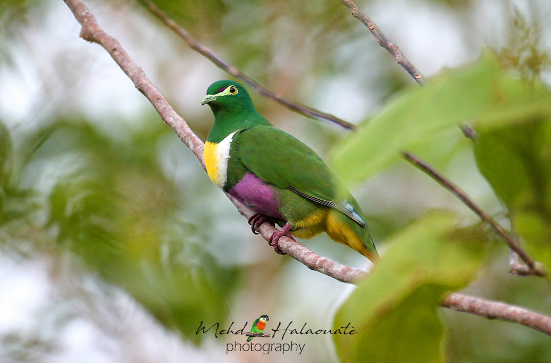 Geelvink Fruit-Dove illustration