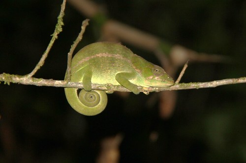 Amber Mountain Chameleon