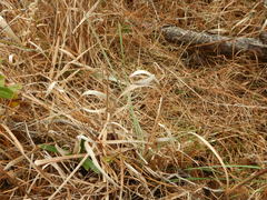 Andropogon capillipes