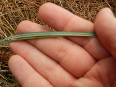 Andropogon capillipes