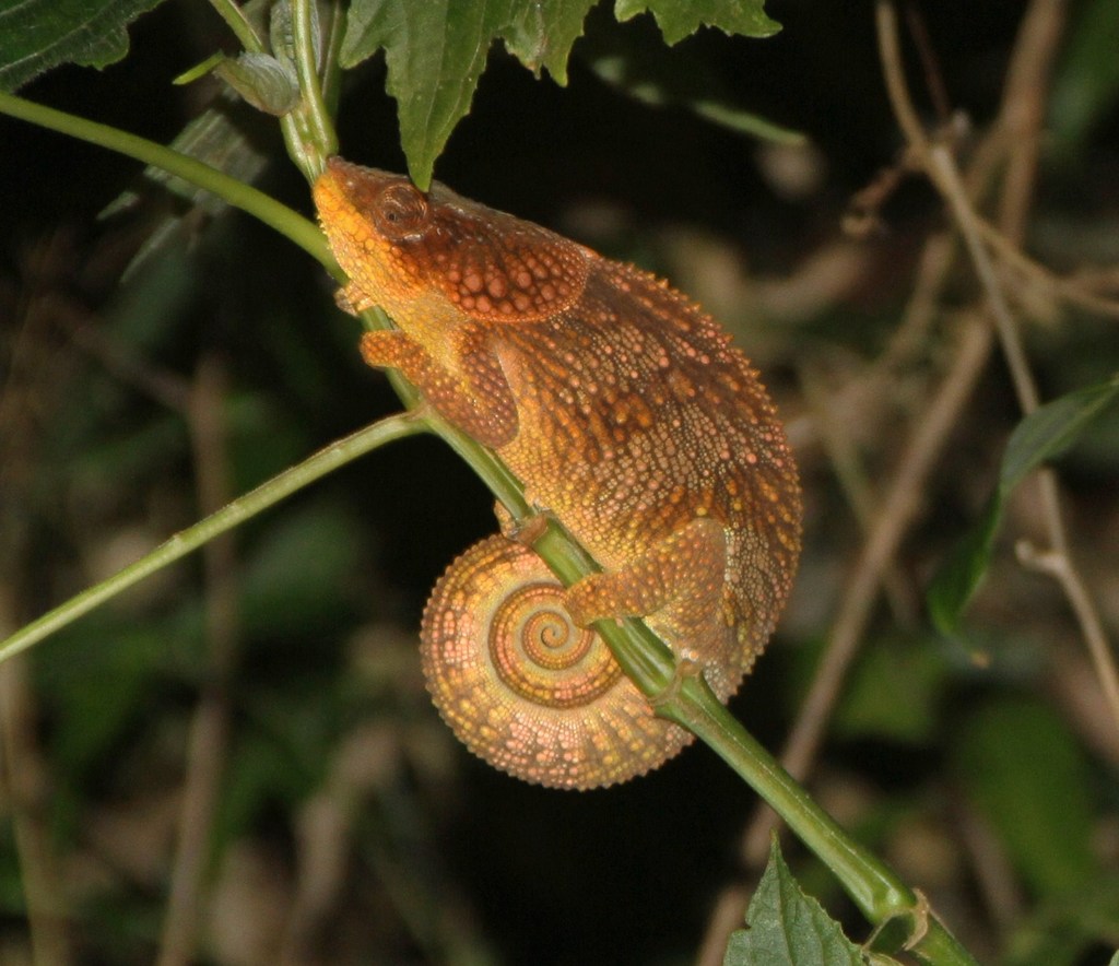 Amber Chameleon