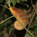 Amber Mountain Chameleon - Photo (c) Graham Armstrong, some rights reserved (CC BY-NC), uploaded by Graham Armstrong