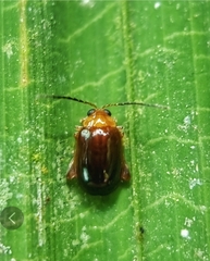 Hemipyxis
