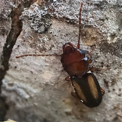 Laemophloeus terminalis