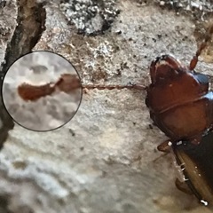 Laemophloeus terminalis