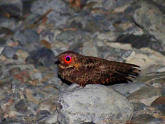 Antrostomus arizonae