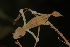 Uroplatus finiavana