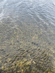 Syringodium filiforme