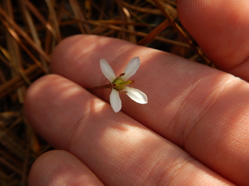 White screwstem (Bartonia verna)