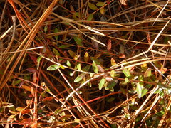 Vaccinium crassifolium