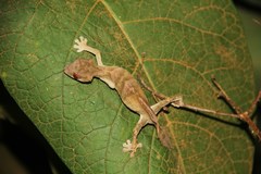 Uroplatus finiavana