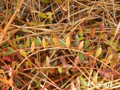 Vaccinium crassifolium