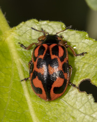 Chrysomela falsa