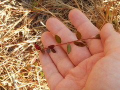 Vaccinium crassifolium