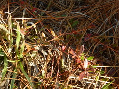 Vaccinium crassifolium